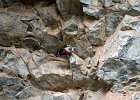 Rotskruiper (Wallcreeper) (Tichodroma muraria) - Yolin Am 22-08-2016 (18)
